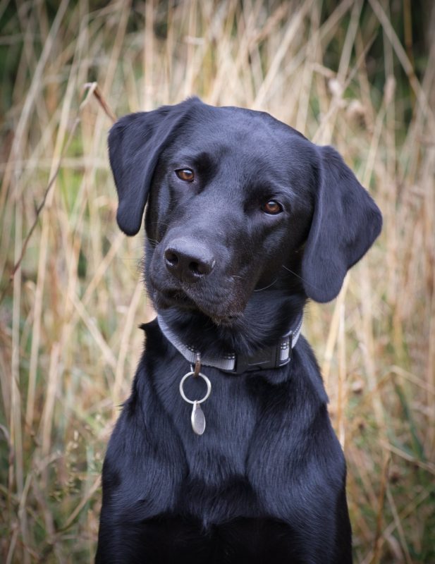 Healthy K9