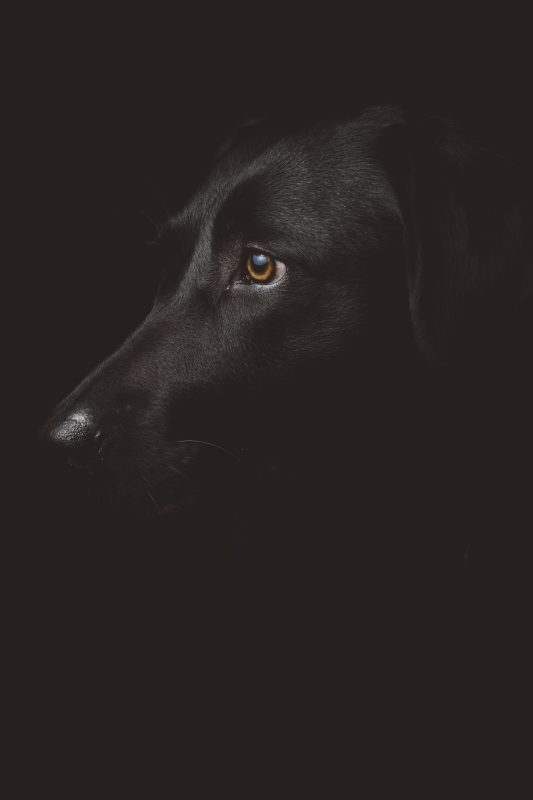 Healthy K9
