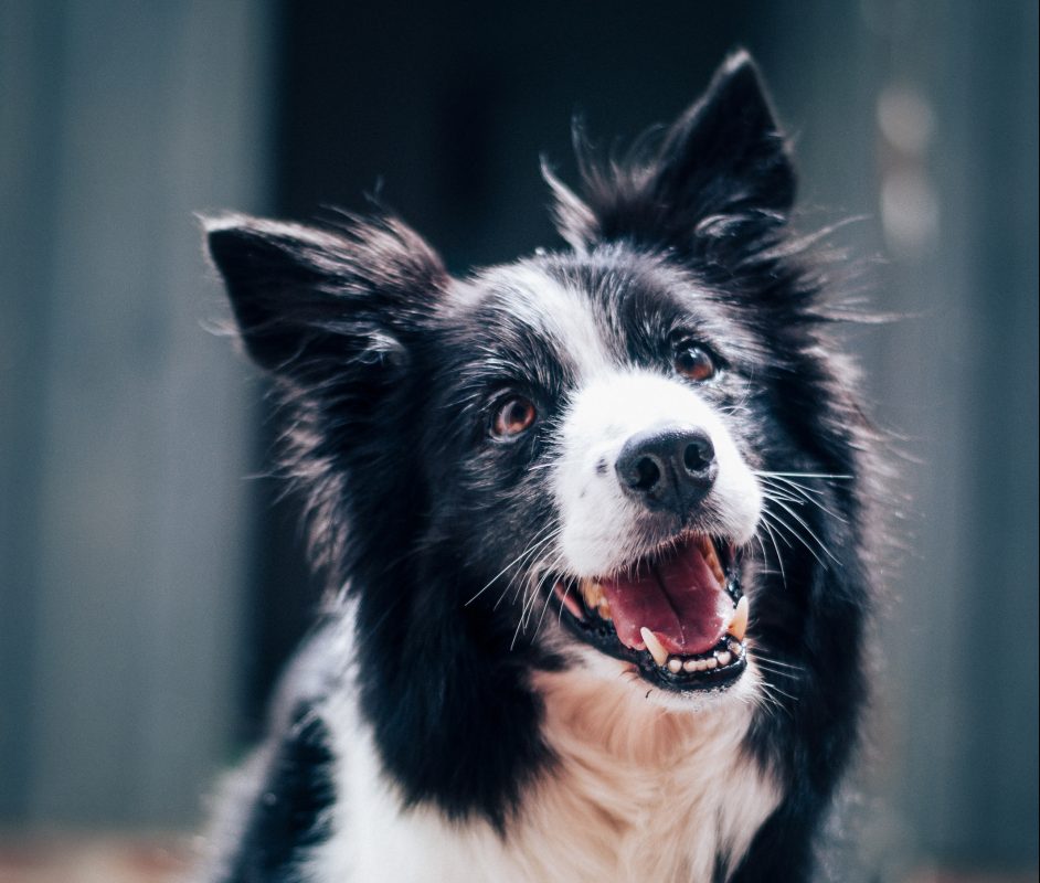 Healthy K9