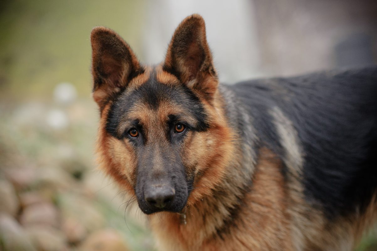Healthy K9