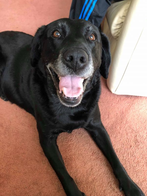 Healthy K9