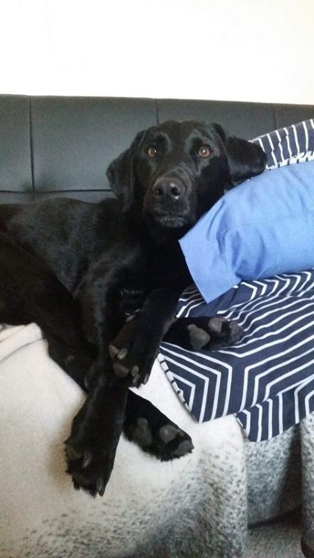 Healthy K9