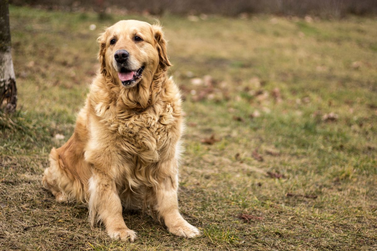 Healthy K9