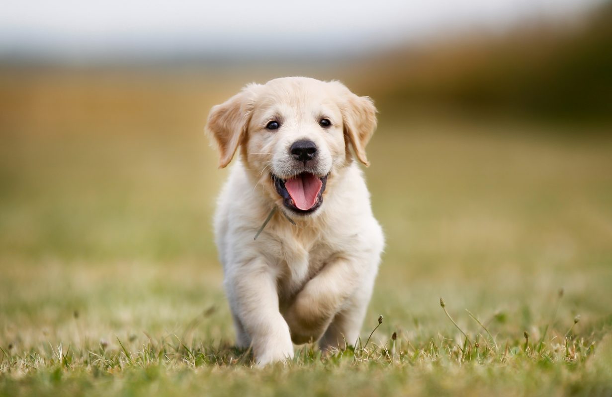 Healthy K9