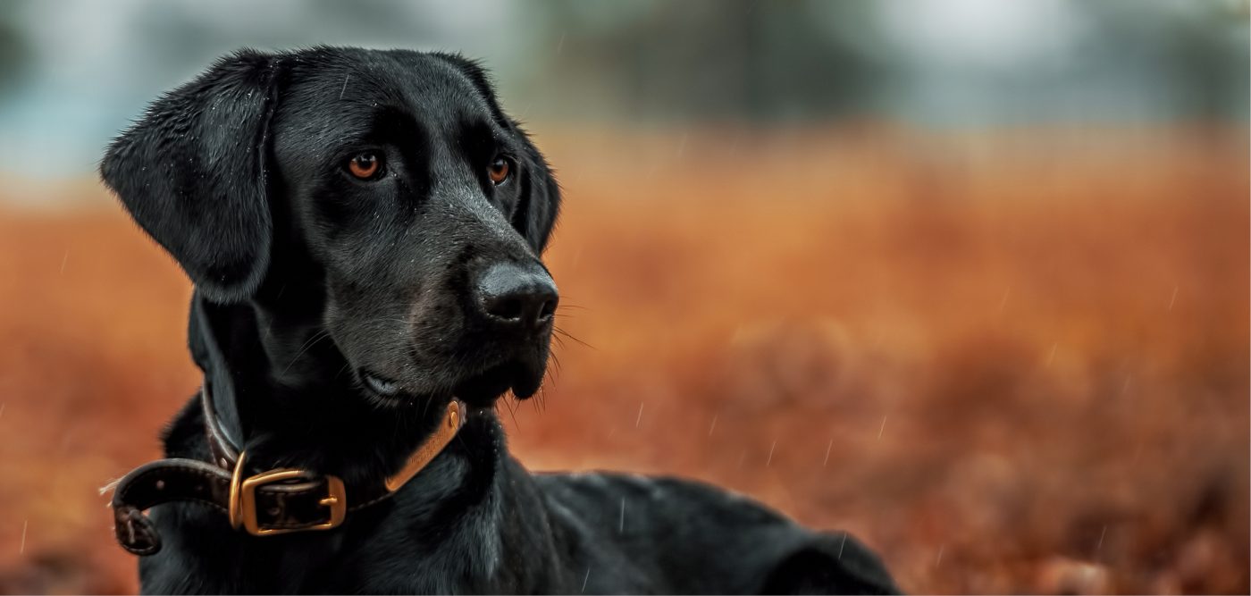 Healthy K9
