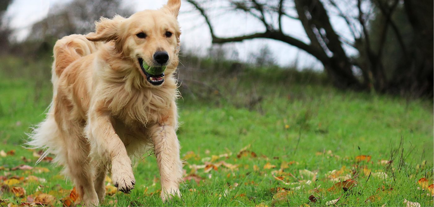 Healthy K9