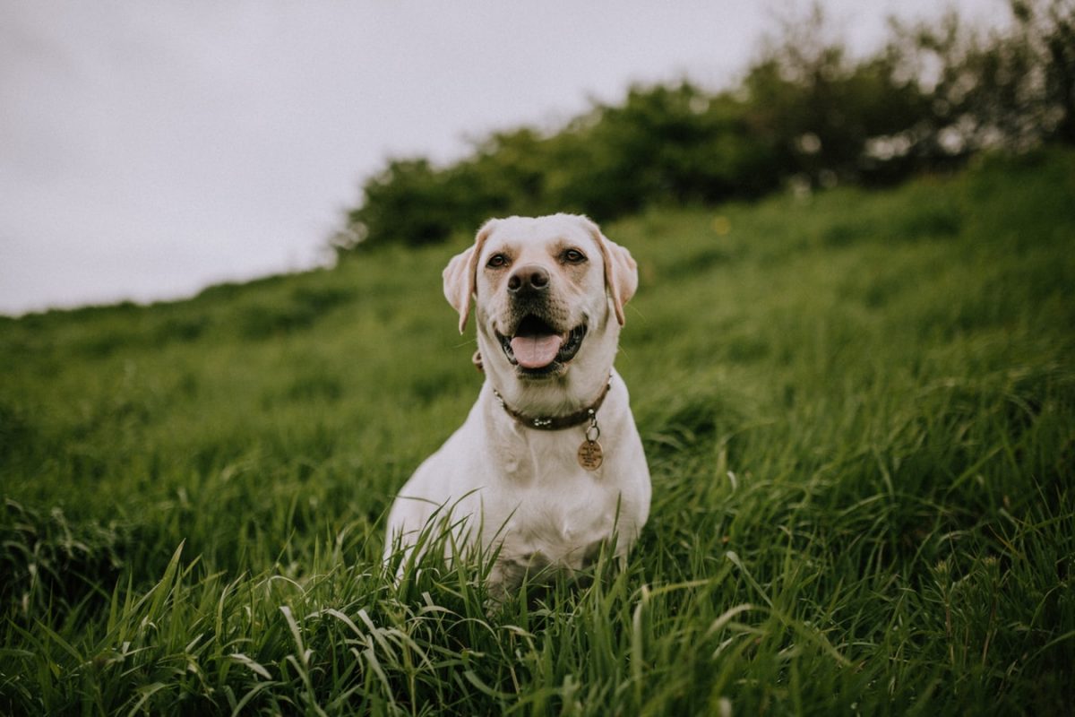 Healthy K9