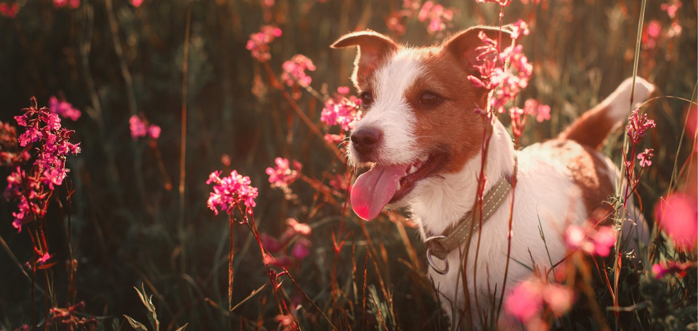 Healthy K9