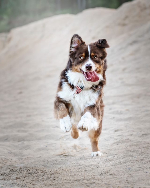 Healthy K9