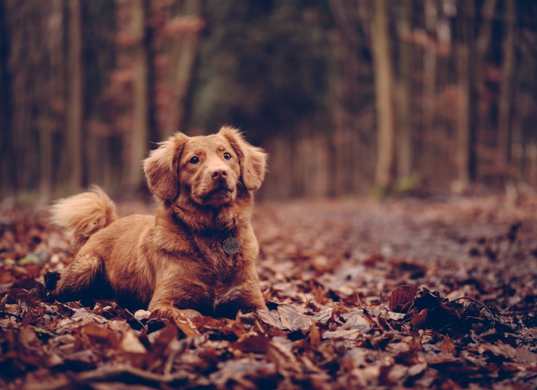 Healthy K9