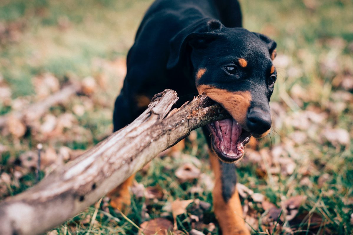 Healthy K9