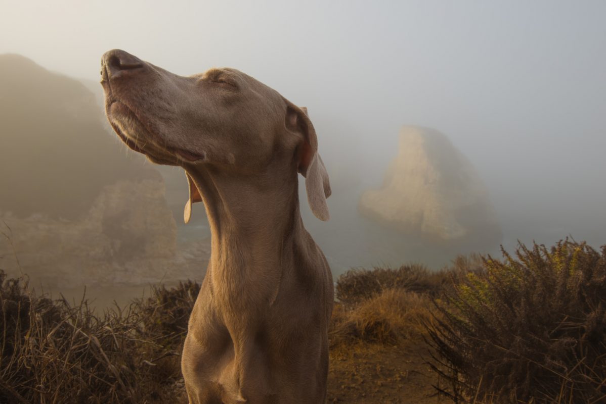 Healthy K9