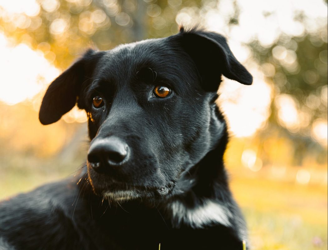 Healthy K9