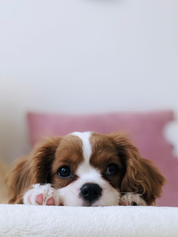 Healthy K9