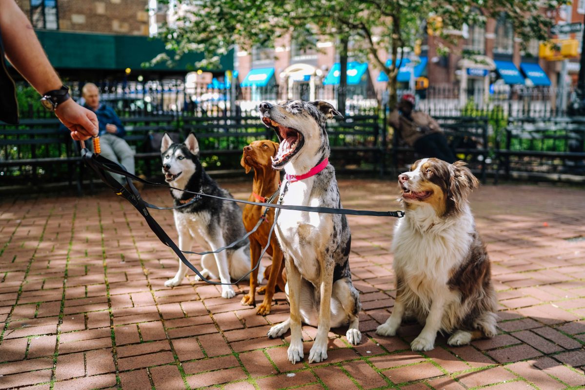 Healthy K9