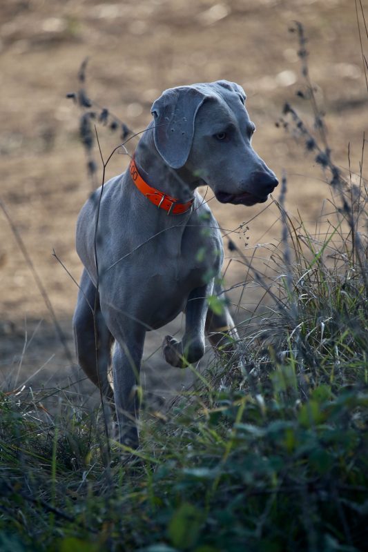 Healthy K9