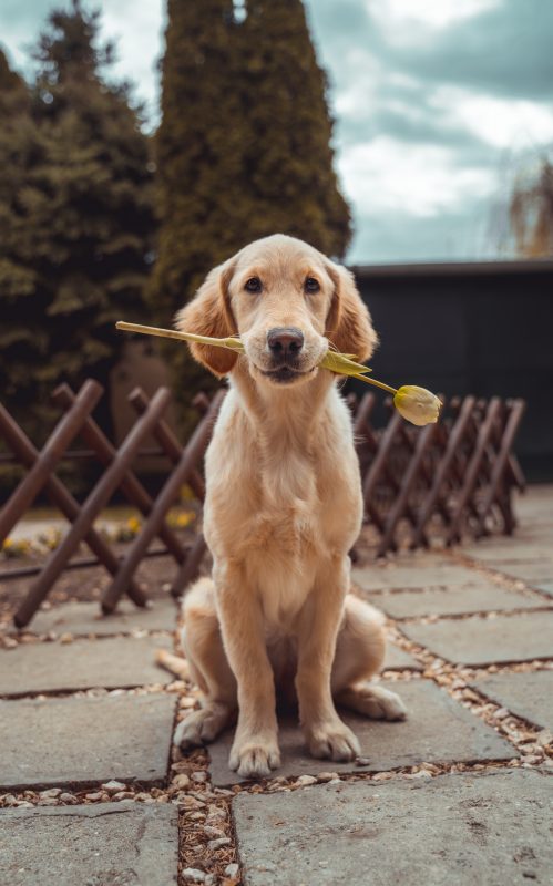 Healthy K9