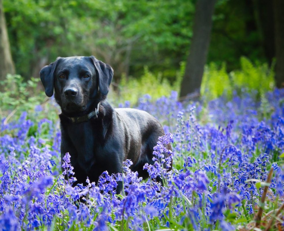 Healthy K9