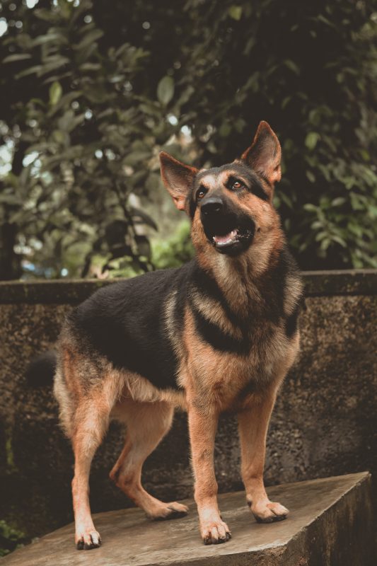 Healthy K9