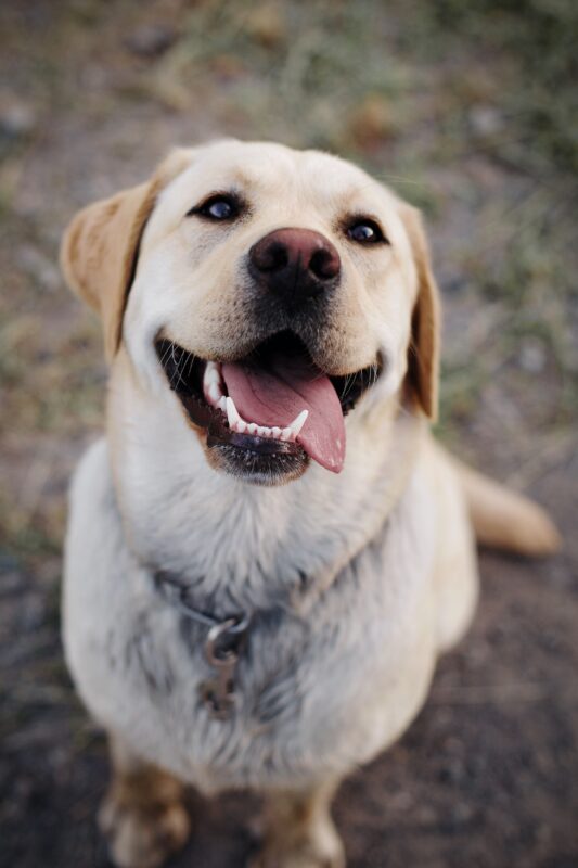 Healthy K9